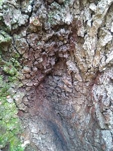 Homecare Orlando FL - Old and Gnarly Can Be So Beautiful!