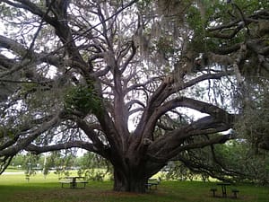 Homecare Orlando FL - Old and Gnarly Can Be So Beautiful!